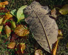 <p>Ogr&oacute;d Botaniczny w kolorach jesieni</p>
