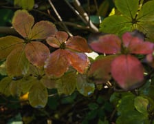 <p>Ogr&oacute;d Botaniczny w kolorach jesieni</p>