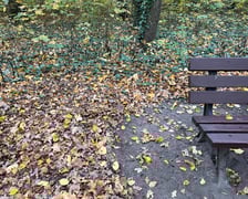 Grabienie liści we Wrocławiu - zdjęcia ilustracyjne