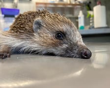 Jeż pod opieką wolontariuszy z Ekostraży
