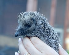 Jeż pod opieką wolontariuszy z Ekostraży