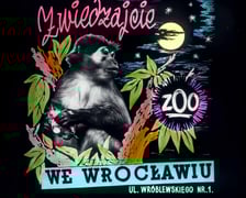 Slajdy reklamowe wrocławskiego zoo, lata 1957-1960