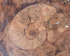 <p>Amonit</p>