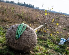 Sadzenie platanów przy Kosmonautów (27 listopada 2024 roku)