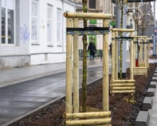 Nowe drzewa (klony polne, sztuk 43) przy Pomorskiej (grudzień 2024)