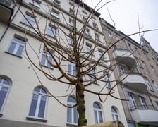 Nowe drzewa (klony polne, sztuk 43) przy Pomorskiej (grudzień 2024)