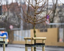 Nowe drzewa (klony polne, sztuk 43) przy Pomorskiej (grudzień 2024)