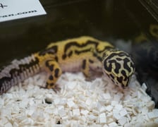 Targi ZooEgzotyka w Orbicie