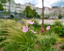 Plac Nowy Targ we Wrocławiu