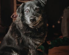 <p>Siwe włoski nie kłamią, czasu nie da się zatrzymać. Staruszka Berta spędza starość w schronisku.<br />To bardzo spokojna suczka, ale ma momenty, podczas kt&oacute;rych szaleje i... niesamowicie się wygłupia!<br />Poszukuje domu z wygodami i kochającym człowiekiem. Nie podzieli się opiekunem z innym psem - Berta chce mieć kogoś na wyłączność.</p>