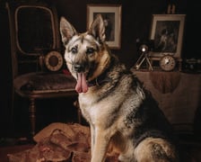 <p>Thor ma 9 lat. To bardzo grzeczny i dobrze wychowany pies. Nie ciągnie, nie szarpie człowieka na spacerach - chodzi spokojnie i uważnie. Uwielbia węszenie i nie jest fanem biegania.<br />Thor idealny będzie dla osoby, kt&oacute;ra, podobnie jak on, lubi długie, ale niezbyt męczące spacery.<br />Poszukujemy troskliwego i kochającego opiekuna!</p>