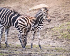 Bakcyl - młody ogierek zebry Chapmana, który pod koniec listopada urodził się we wrocławskim zoo