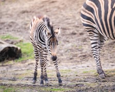 Bakcyl - młody ogierek zebry Chapmana, który pod koniec listopada urodził się we wrocławskim zoo