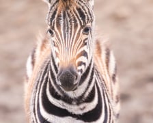 Bakcyl - młody ogierek zebry Chapmana, który pod koniec listopada urodził się we wrocławskim zoo