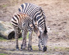 Bakcyl - młody ogierek zebry Chapmana, który pod koniec listopada urodził się we wrocławskim zoo