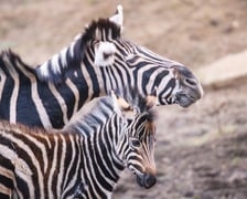 Bakcyl - młody ogierek zebry Chapmana, który pod koniec listopada urodził się we wrocławskim zoo
