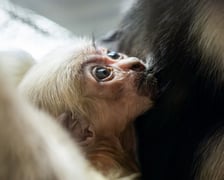 <p class="MsoNormal">Malutki <a href="https://www.wroclaw.pl/zielony-wroclaw/widzieliscie-juz-tego-slodziaka-oto-nowy-mieszkaniec-zoo-we-wroclawiu-gibon-czapnik%20">gibon czapnik</a> urodził się 6 października 2024 roku. Ma wielkie oczy, blond "fryzurkę" i spędza czas w ramionach mamy. Jego rodzicami są Fifty i Suzette. Gdy podrośnie, będzie ważył do 5,5 kg.</p>
<p class="MsoNormal">&nbsp;</p>