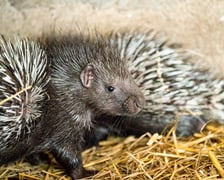 <p class="MsoNormal">Gdy <a href="https://www.wroclaw.pl/zielony-wroclaw/poznajcie-mlode-jezozwierze-z-wroclawskiego-zoo-maja-dopiero-3-tygodnie">jeżozwierze</a> przyszły na świat, ich kolce były miękkie i elastyczne jak włosy. Teraz już stwardniały, a dotykanie ich przypominałby głaskanie kaktusa.</p>