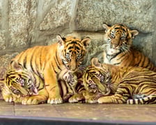 <p class="MsoNormal">Narodziny<a href="https://www.wroclaw.pl/zielony-wroclaw/sensacja-na-skale-swiatowa-we-wroclawskim-zoo-przyszly-na-swiat-4-tygrysy-sumatrzanskie"> tygrys&oacute;w-czworaczk&oacute;w</a> &ndash; nazywają się Musi, Hari, Kampar i Indera &ndash; to sensacja na skalę światową, bo chodzi o podgatunek krytycznie zagrożony wyginięciem, a tak liczny miot to wielka rzadkość. Urodziły się 22 lipca, ale zoo poinformowało o tym fakcie w październiku. Ich rodzice to Nuri i Tengah.</p>
<p class="MsoNormal">&nbsp;</p>