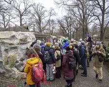 Manul z wrocławskiego zoo podczas pokazowego karmienia