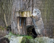 Manul z wrocławskiego zoo podczas pokazowego karmienia