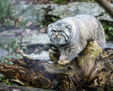 Manul z wrocławskiego zoo podczas pokazowego karmienia