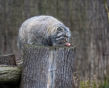 Manul z wrocławskiego zoo podczas pokazowego karmienia