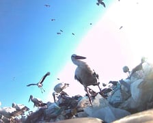 <p>Zdjęcia zrobione przez bociana Fotografa w Turcji za pomocą aparatu, w kt&oacute;ry wyposażono jego nadajnik</p>