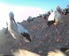 <p>Zdjęcia zrobione przez bociana Fotografa w Egipcie za pomocą aparatu, w kt&oacute;ry wyposażono jego nadajnik</p>