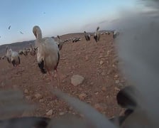Zdjęcia zrobione przez bociana Fotografa w Jordanii za pomocą aparatu, w który wyposażono jego nadajnik