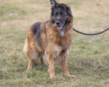 <p>Elza to ok. 6-letnia suczka owczarka niemieckiego. Została porzucona pod schroniskiem &ndash; przywiązana do kosza na śmieci&hellip; Jest bardzo miłą suczką, kt&oacute;ra szuka kontaktu z człowiekiem. Czuła, emocjonalna i ufna. W schronisku dobrze znosi towarzystwo drugiego psiaka. Elza uwielbiana przez Schroniskowych opiekun&oacute;w, szuka cudownego domu już na zawsze (798/24).</p>