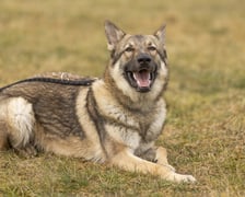 <p>Grom to roczny pies w typie Wilczaka. Do schroniska trafił jako oddany przez właściciela (pow&oacute;d &ndash; nie dogadywał się z dzieckiem). Jest to bardzo młody, emocjonalny i wylewny pies. Uwielbia kontakt ze swoim gatunkiem. W stosunku do ludzi miły, czuły. Wymaga dużego wkładu pracy i bardzo świadomego opiekuna, kt&oacute;ry odpowiednio go ukształtuje. (45/25)</p>