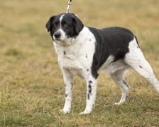 <p>Lucek ma ok 6 lat. Do schroniska trafił w trakcie ewakuacji z zalanego schroniska w Kłodzku. Lucek jest niewielkim mieszańcem. Bardzo lubi ludzi, ale nie przepada za innymi psami. Na spacerze konfliktowy, ale można i należy przepracować z nim problemy w relacji ze zwierzętami. Jest dość aktywnym psem, kt&oacute;ry bardzo lubi długie spacery. (577/24)</p>