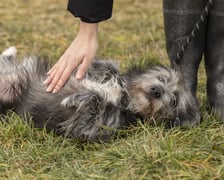 <p>Psotka to 2-letnia sunia oddana przez właściciela z powodu braku możliwości dalszej opieki. Psotka jest uroczą, miłą i delikatną suczką. Obecnie pod kontrolą lekarza weterynarii przebywa w izolatce. W najbliższym czasie podamy więcej informacji o tej przecudnej suni. Możemy jednak zdradzić, że Psotka powolutku szykuje się do adopcji. (48/25)</p>