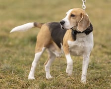 <p>Niko to 9-letni beagle. Początkowo został znaleziony, a następnie adoptowany. Niestety wr&oacute;cił do schroniska z powodu problem&oacute;w behawioralnych. Niko jest miły, aktywny. Pilnuje jedzenia, co może być problematyczne. Wymaga doświadczonego opiekuna, kt&oacute;ry będzie pracował z jego problemami. Niko to wesoły i energiczny pies. (795/24)</p>