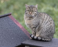 <p>Burasia to dorosła kotka, kt&oacute;ra trafiła do Schroniska jako znaleziona. Kotka jest nieoswojona, najchętniej przebywa na wybiegu, w og&oacute;le nie interesuje się ludźmi. Szukamy domu, w kt&oacute;rym będzie miała swoje miejsce i przestrzeń oraz wyrozumiałych&nbsp; ludzi, kt&oacute;rzy pokochają ją taką jaką jest (870/24).</p>
<p>&nbsp;</p>