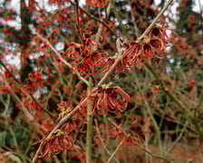 <p>Oczar w Arboretum Wojsławice</p>