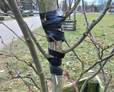 Zniszczone drzewa w Parku Jedności na Zakrzowie we Wrocławiu