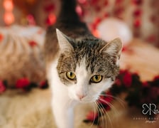 Psy i koty do adopcji z wrocławskiego schroniska w walentynkowej sesji