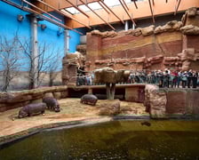 Światowy Dzień Hipopotama w Afrykarium we Wrocławiu