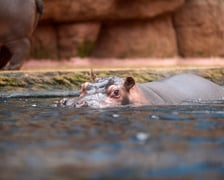 Światowy Dzień Hipopotama w Afrykarium we Wrocławiu