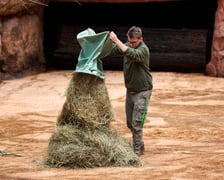 Światowy Dzień Hipopotama w Afrykarium we Wrocławiu