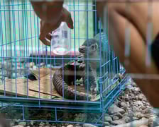 <p>Pangolin po udaremnieniu pr&oacute;by przemytu</p>
