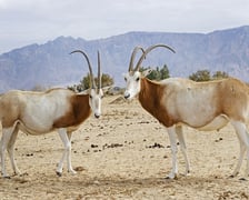 <p>Oryksy</p>