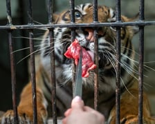 Ewelina Kliś dzięki wygranej aukcji na rzecz WOŚP spędziła dzień we wrocławskim zoo