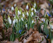 <p>Ogr&oacute;d Botaniczny we Wrocławiu na przełomie lutego i marca</p>