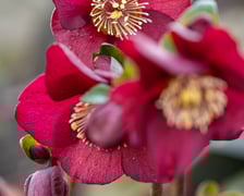 <p>Ogr&oacute;d Botaniczny we Wrocławiu na przełomie lutego i marca</p>