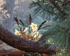 <p>Ogr&oacute;d Botaniczny we Wrocławiu na przełomie lutego i marca</p>