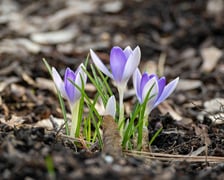 <p>Ogr&oacute;d Botaniczny we Wrocławiu na przełomie lutego i marca</p>