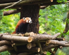 <p>Panda ruda</p>